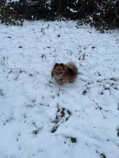 Hundetreffen-Pom-Treffen Kassel-Bild