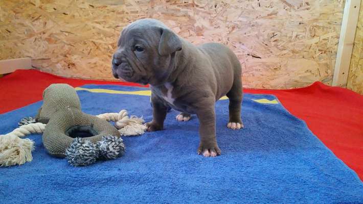 Lieblingsbild von euren Hunden?-Beitrag-Bild