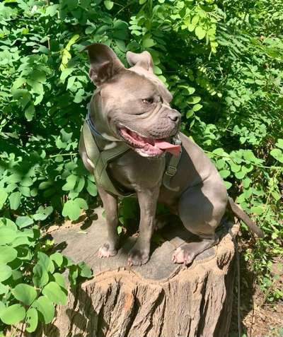 Wo sind meine AMERICAN BULLDOGS?-Beitrag-Bild