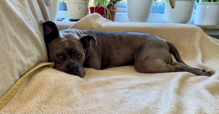 Wo sind meine AMERICAN BULLDOGS?-Beitrag-Bild