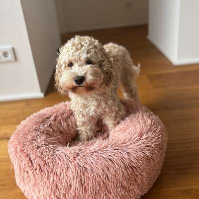 Hundetreffen-Junghundetreff in Wals-Bild