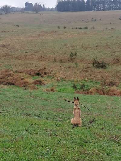 Welpe bellt andere Hunde an-Beitrag-Bild