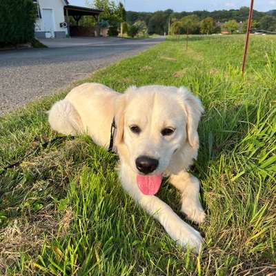 Hundetreffen-Spaziergänge, Training und Spielen mit Golden Retriever Luna-Bild