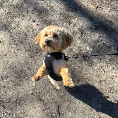 Hundetreffen-Gassi Runde & Toben-Bild