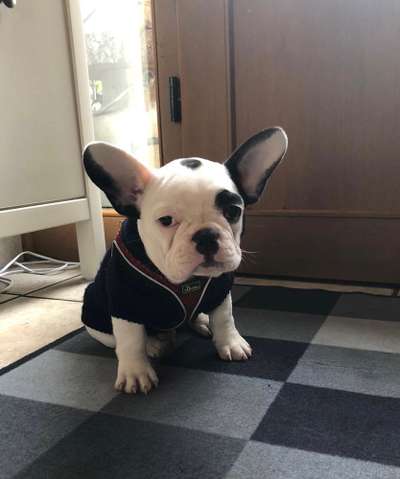 Lieblingsbild von euren Hunden?-Beitrag-Bild