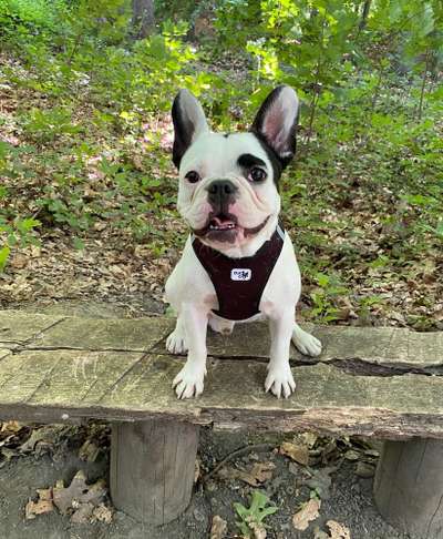 Französische Bulldoggen-Beitrag-Bild