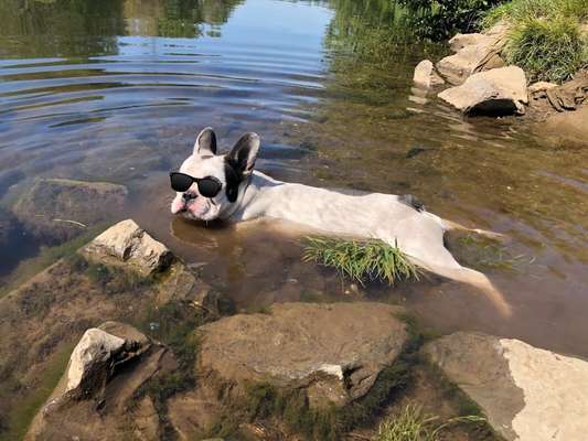 Dogorama-Monats-Challenge-Mai "Wasser"-Beitrag-Bild