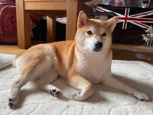 Hundetreffen-Noriko sucht neue Freunde-Bild