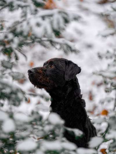 Dogorama Photo Challenge - Winterstimmung-Beitrag-Bild