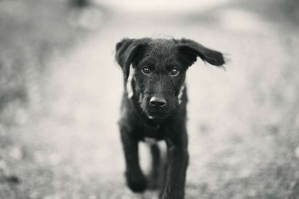 Postet das beste Foto von euren 4 beinern-Beitrag-Bild