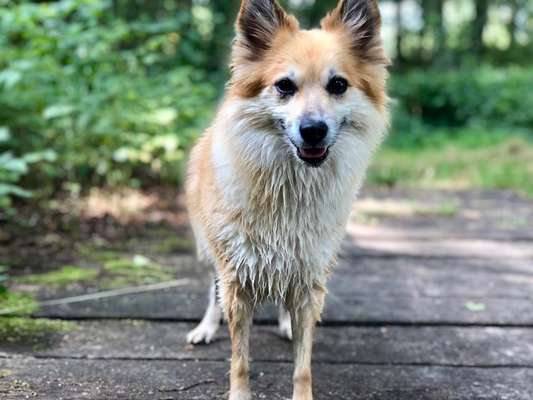 Dogorama-Monats-Challenge-Mai "Wasser"-Beitrag-Bild