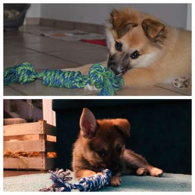 Als Welpen sind sie alle noch süßer-Beitrag-Bild