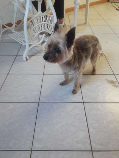 euer ältester Hund ?-Beitrag-Bild