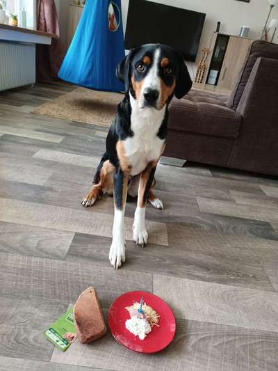 Appenzeller Sennenhunde-Beitrag-Bild