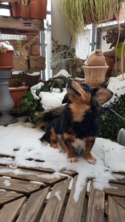 Wo habt ihr eure Hunde her ?-Beitrag-Bild