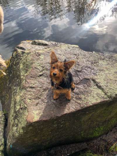 Hundeauslaufgebiet-Nordpark/Wienburgpark-Bild