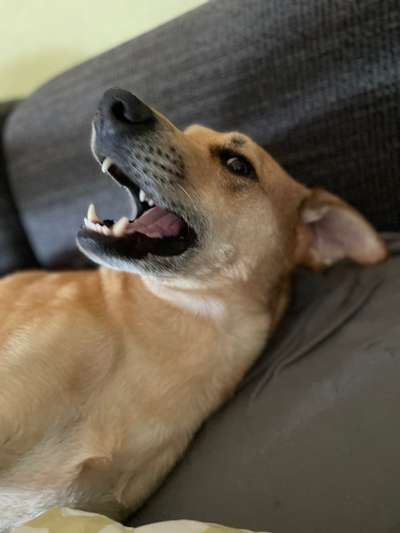 Hundetreffen-Treffen für Leinenpöbler-Bild