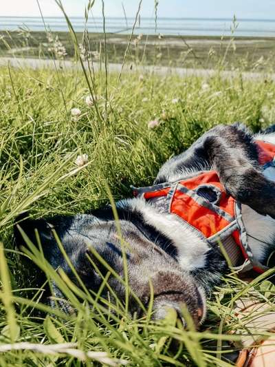 Hundetreffen-Gassi gehen mit Distanz in/um Paderborn-Bild