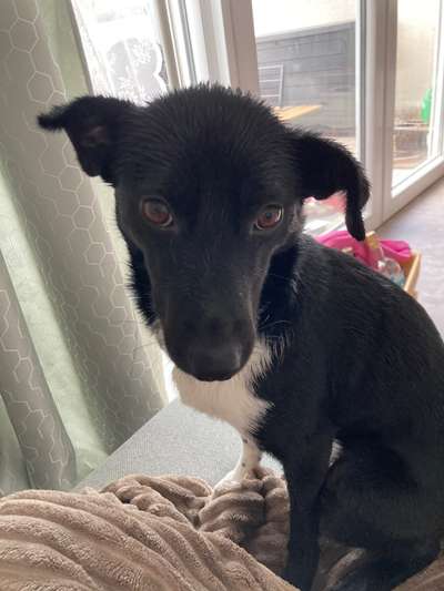 Auslandstierschutz-Beitrag-Bild