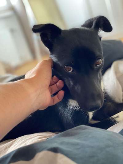 Dogorama Photo Challenge - Hundeblick zum hinschmelzen-Beitrag-Bild