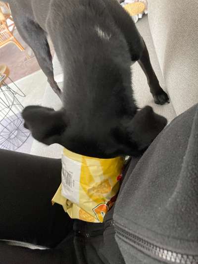 Hund"kreativ" in Szene gesetzt, Fotobomb u.a.-Beitrag-Bild