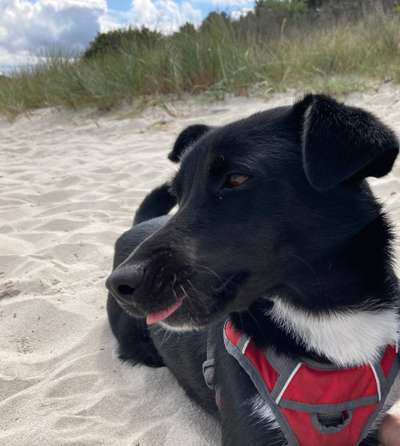 Challenge 41 - Mein Hund im Urlaub-Beitrag-Bild