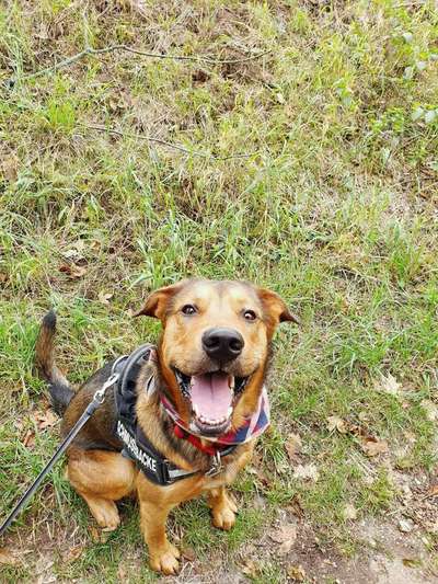 Labradorfans-Beitrag-Bild