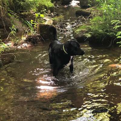 Hundetreffen-Gassirunde-Bild