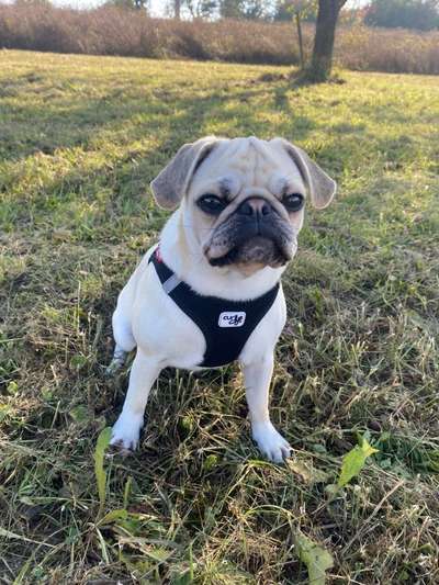 Hundetreffen-Gemeinsames Gassi gehen oder spielen-Bild