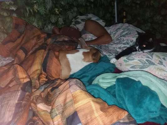 Darf der Hund bei Euch im Bett schlafen?-Beitrag-Bild