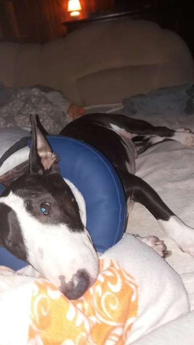 Alternative zum Halskragen nach OP. Body…-Beitrag-Bild