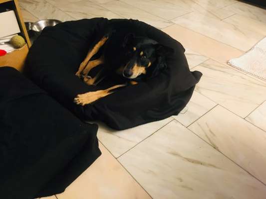 Dogorama Photo Challenge - Tarnung ist alles-Beitrag-Bild