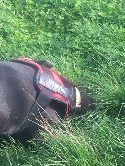 Dogorama Photo Challenge - Buddeln-Beitrag-Bild