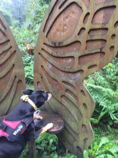 Dogorama Photo Challenge - Märchenwald-Beitrag-Bild