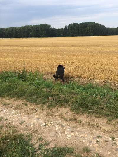 Immer der Nase nach - die schönsten Jagdhund-Bilder-Beitrag-Bild