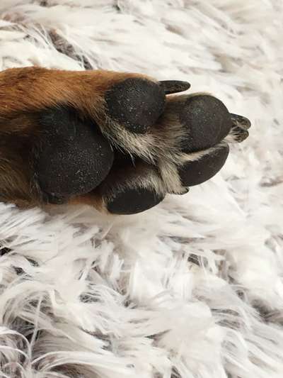 Zeigt her eure Pfoten!-Beitrag-Bild