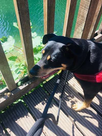 Dogorama Foto Aktion - Dein Hund im Dogorama Büro-Beitrag-Bild