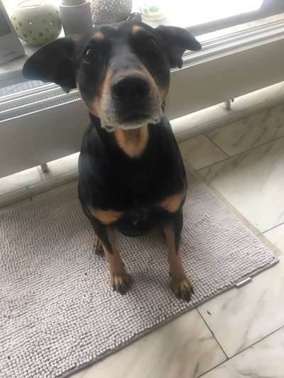 Dobermann/Mix zeigt euch-Beitrag-Bild