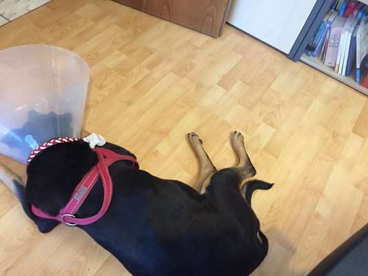 Welcher Hundekragen nach Kastration-Beitrag-Bild