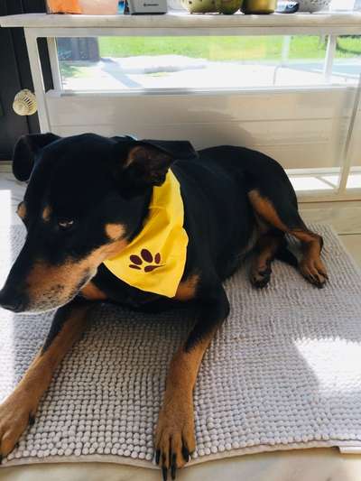 16. Collagen-Challenge  "Dein Hund ganz bunt - bring Farbe ins Spiel"-Beitrag-Bild