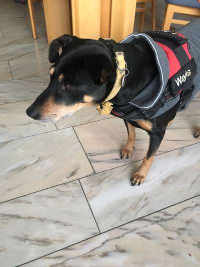 16. Collagen-Challenge  "Dein Hund ganz bunt - bring Farbe ins Spiel"-Beitrag-Bild