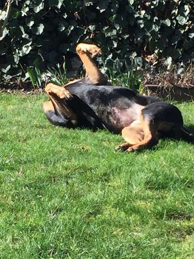 Dogorama Photo Challenge - Wälzen-Beitrag-Bild