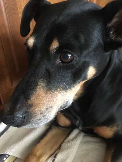 Zeigt mir die tollste Nahaufnahme von eurer Fellnase-Beitrag-Bild