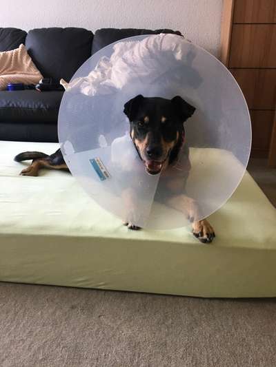 11. Collagen-Challenge
Dein*e Hund*e in verschiedenen Lebensphasen-Beitrag-Bild