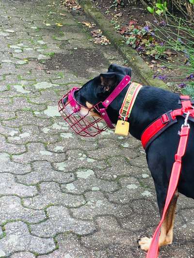 Maulkorb rauf - Vorurteile runter-Beitrag-Bild