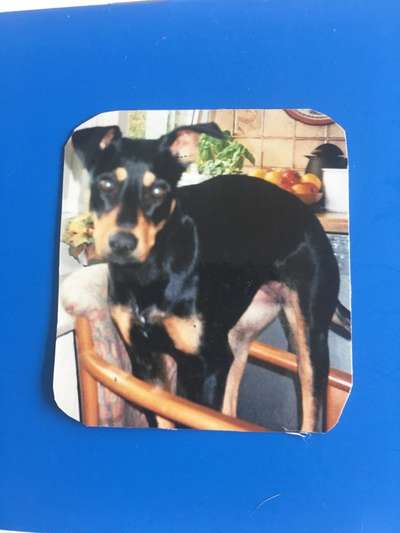 Welpen Bilder !-Beitrag-Bild