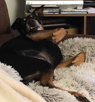 Lustigsten Grimassen von euren Hunden-Beitrag-Bild