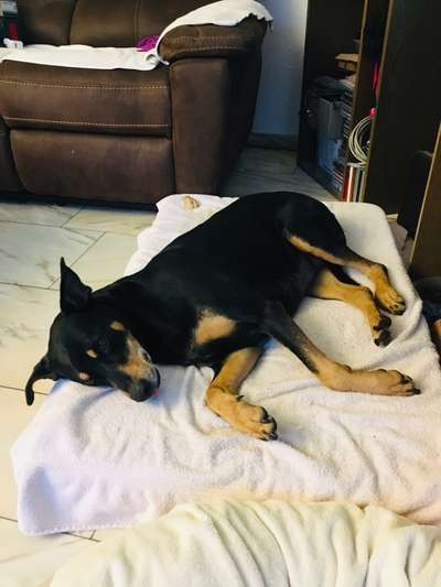 Prager Rattler-Beitrag-Bild