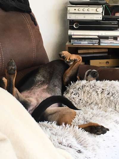 Hands,äh Pfoten up in the Air-Beitrag-Bild