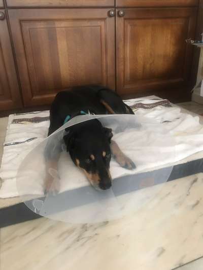 Welcher Hundekragen nach Kastration-Beitrag-Bild